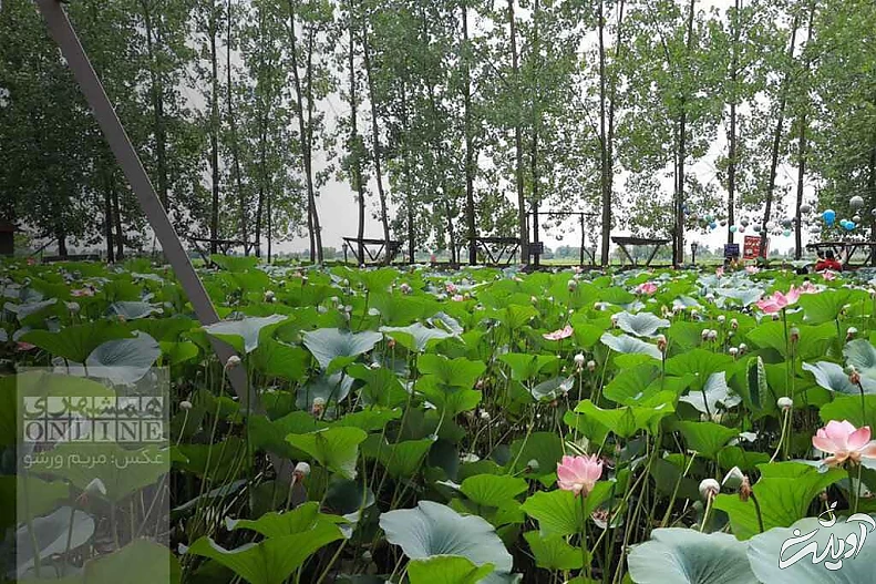 خانه درختی که دل گردشگران گیلان را می برد - علاقه مندان کارتون خانواده دکتر ارنست بخوانند - نیلوفرانه در باد پیچیده تاب خورده!